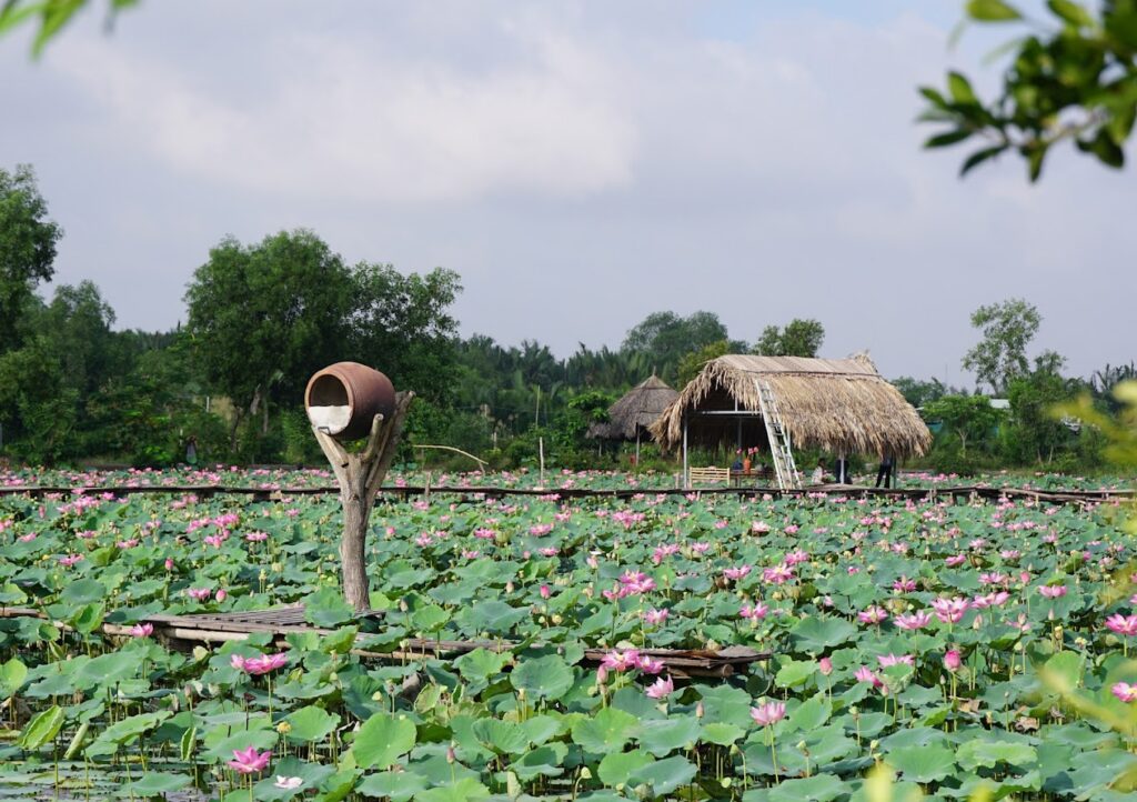 Toàn cảnh đầm sen Tam Đa Quận 9 với nhà tranh giữa hồ