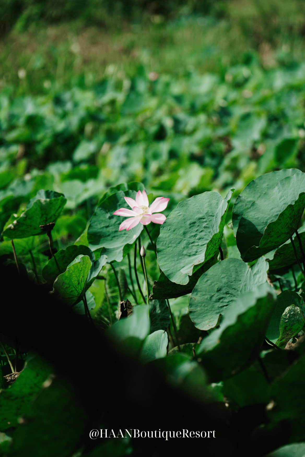 Hồ sen tại tại HAAN